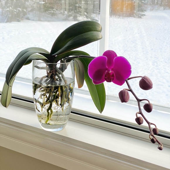 Meet your Posher, Sheila - Picture 1 of 1